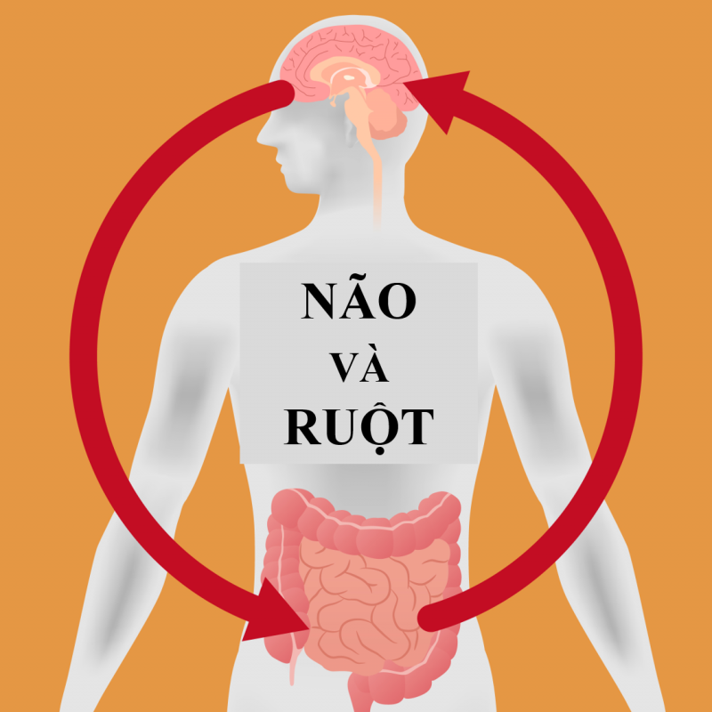 VÌ SAO RUỘT LẠI LÀ BỘ NÃO THỨ 2 CỦA CON NGƯỜI?