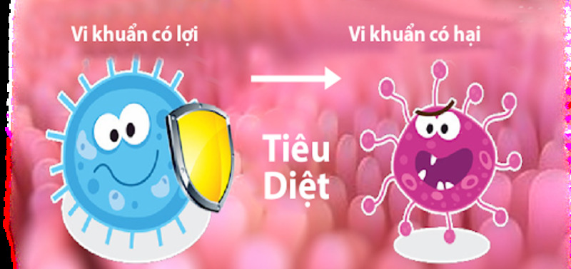 VAI TRÒ CỦA VI KHUẨN ĐƯỜNG RUỘT.